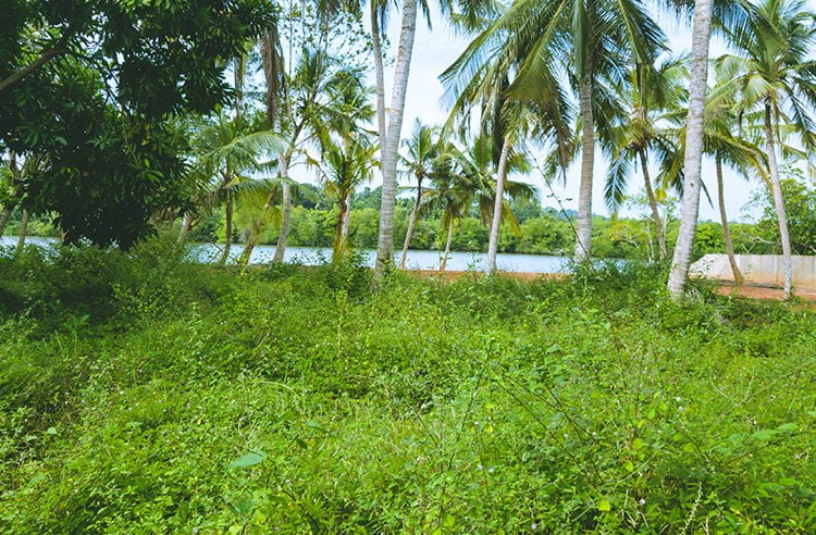 Riverfront Tropical Land - South Lanka Realty